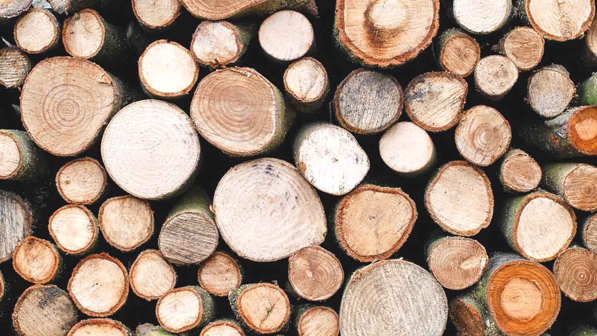 Tipuri de lemn masiv si aplicatiile lor in industria mobilei - Despre